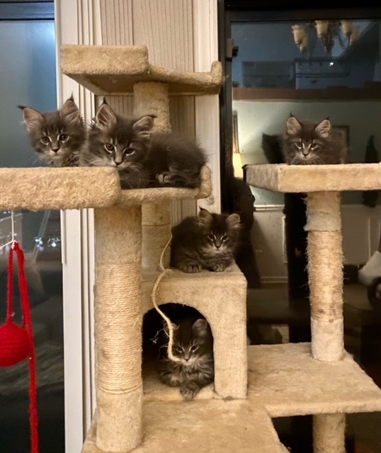 Maine Coons